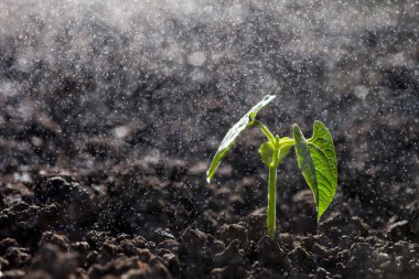 büyüyen yeşil fide