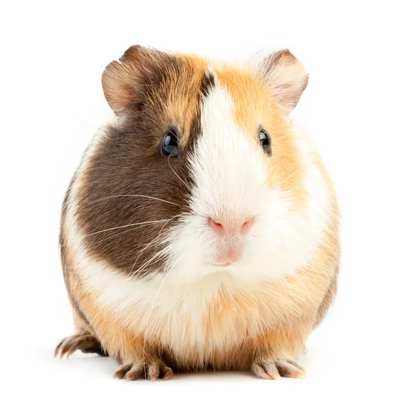 Brown guinea pig — Stock Photo, Image