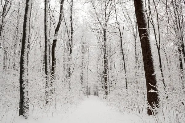 Naturaleza nieve madera fondo —  Fotos de Stock