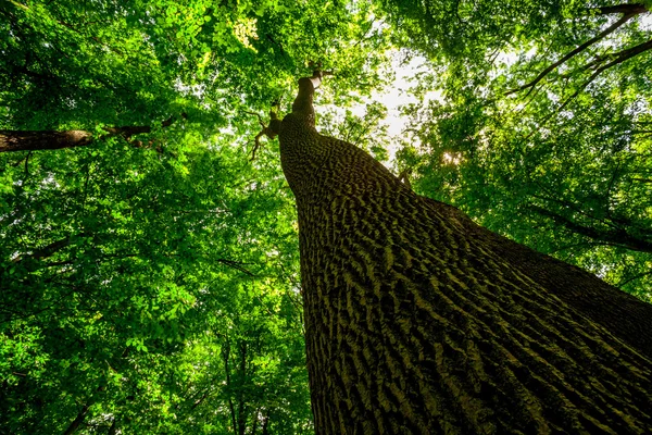 Zelené vrcholky stromů — Stock fotografie