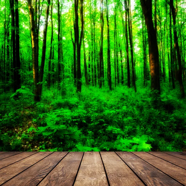 Alberi forestali autunnali . — Foto Stock