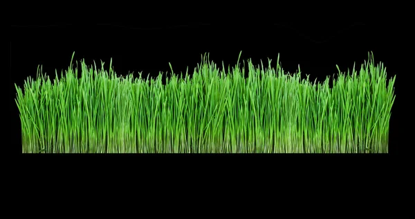 Sprouts of green wheat grass — Stock Photo, Image