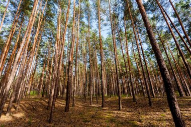 çam ormanı ağaçlarının.