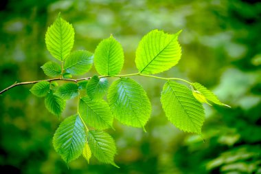 ormandaki ağaçlar yaprak
