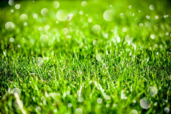 Groene gras natuurlijke achtergrond — Stockfoto