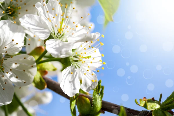 Blumen — Stockfoto