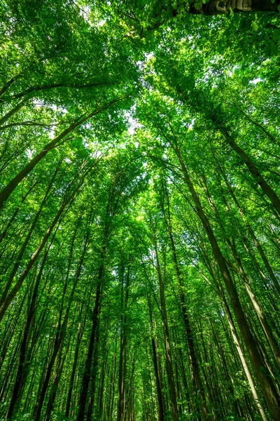 Forest trees — Stock Photo, Image