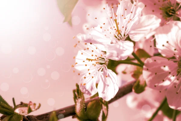 Blomster - Stock-foto