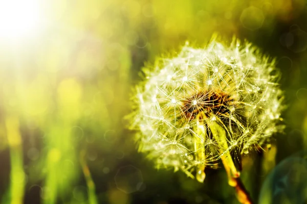 Paardebloem — Stockfoto