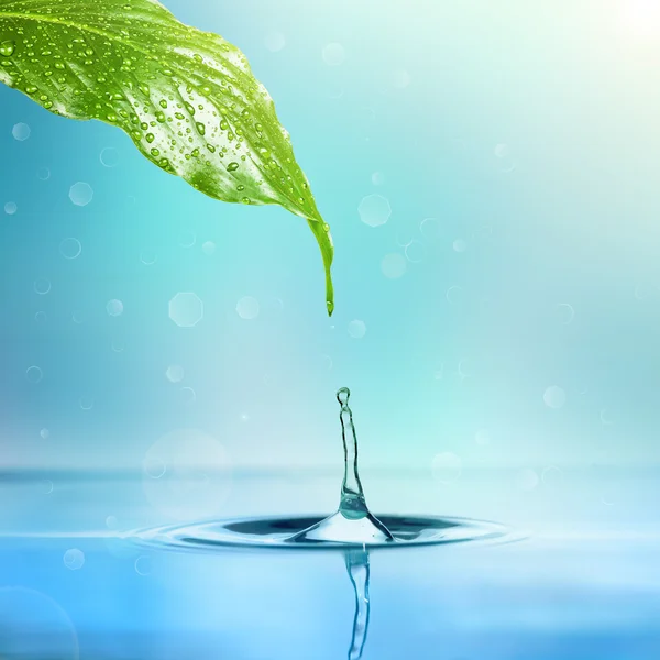 Drop of rain dripping into the water from a leaf on a white background — Stock Photo, Image