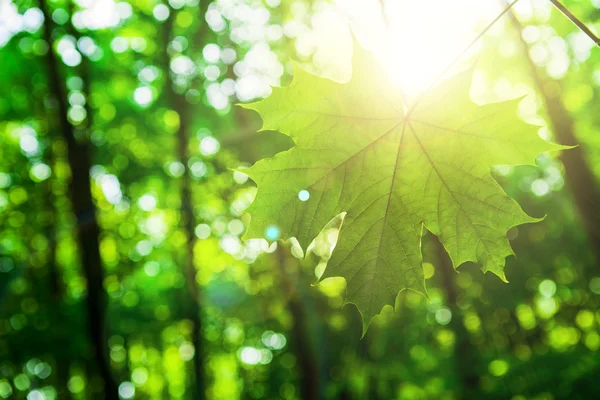 Hoja de árboles forestales . — Foto de Stock