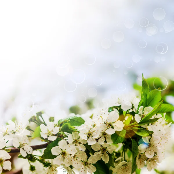 Flores de la cereza — Foto de Stock