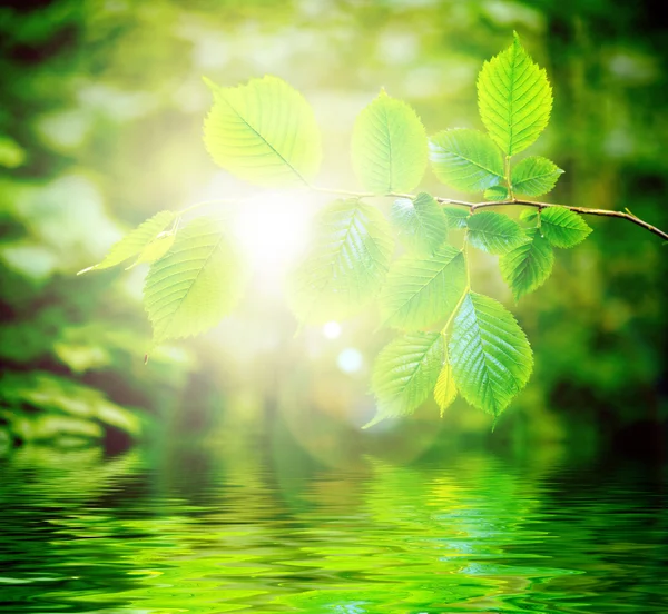 Foglie verdi e acqua — Foto Stock