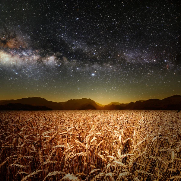 Gebied van gras — Stockfoto