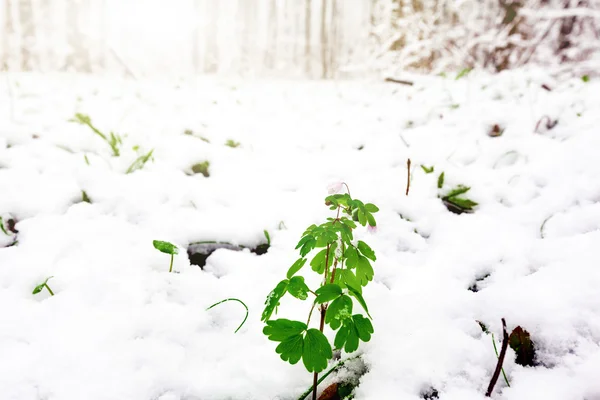Hierba de primavera cubierta de nieve —  Fotos de Stock
