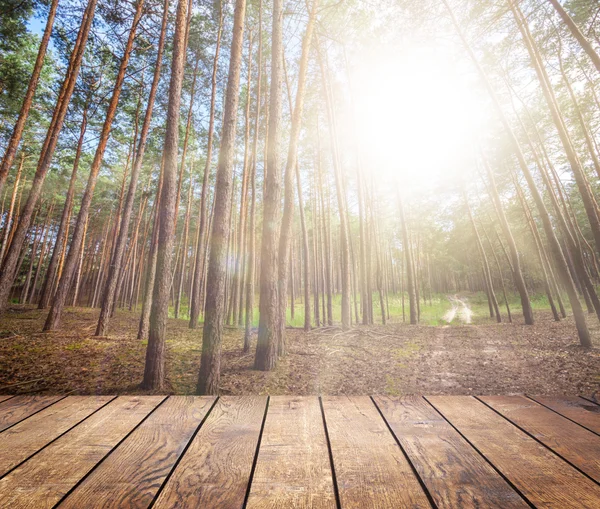 Spring forest trees — Stock Photo, Image