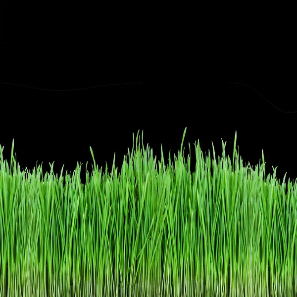 Gras — Stockfoto