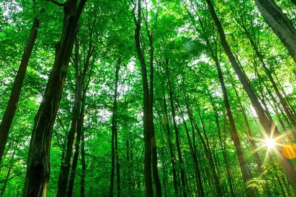 Alberi forestali estivi — Foto Stock