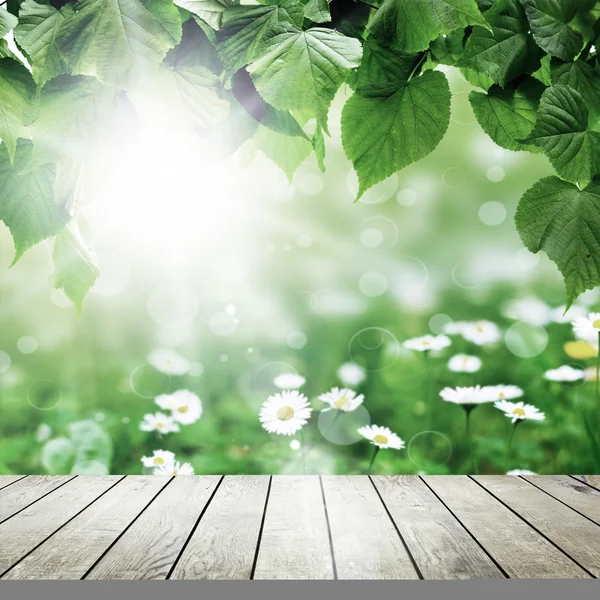 Foglia di alberi forestali . — Foto Stock