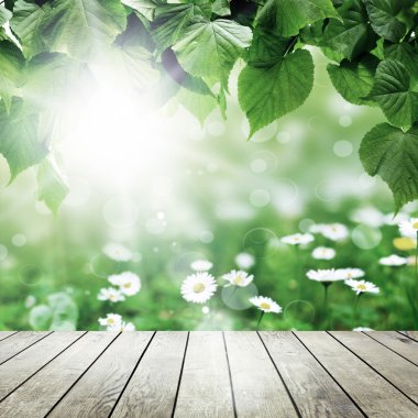 ormandaki ağaçlar yaprak.