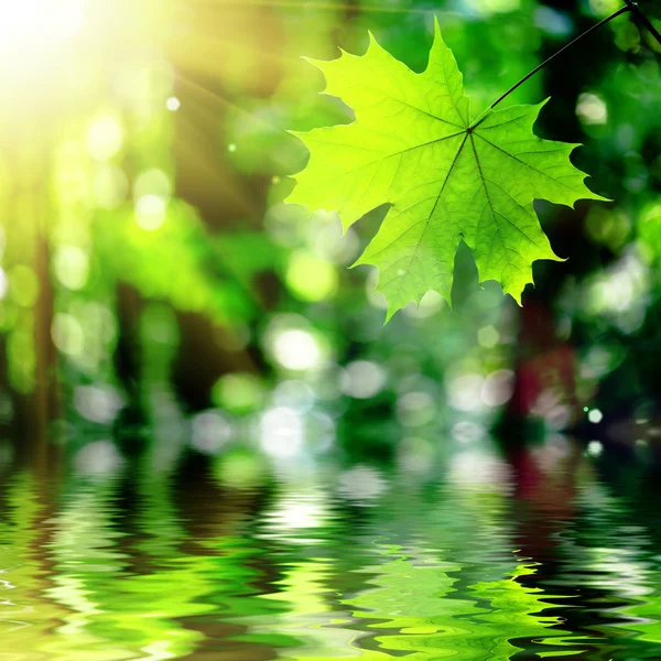 Hoja de árboles forestales — Foto de Stock