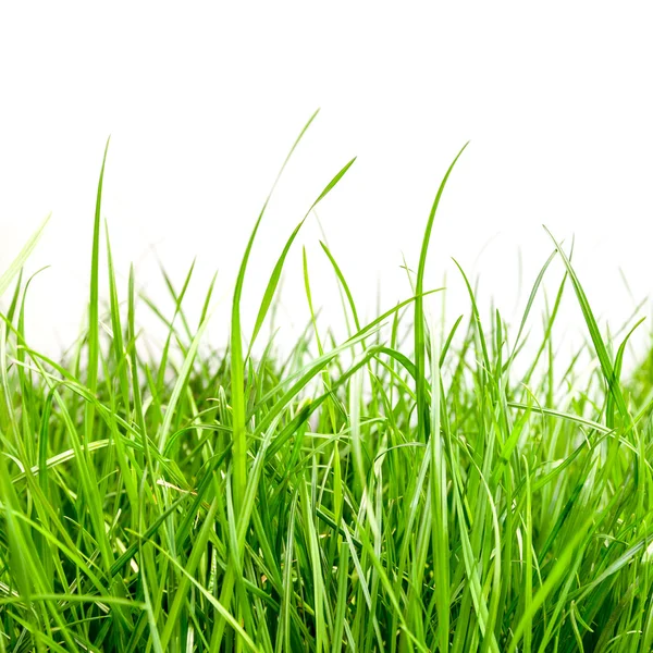 Gras — Stockfoto