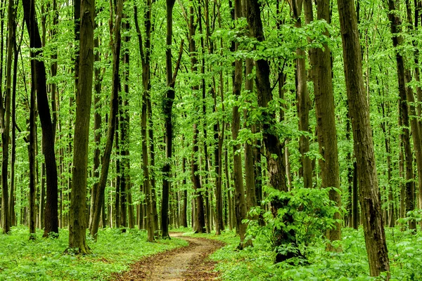 Waldbäume — Stockfoto