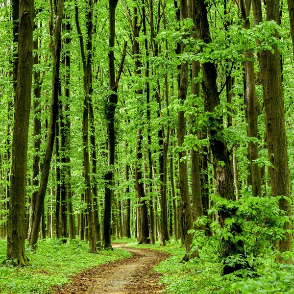 Forest trees — Stock Photo, Image