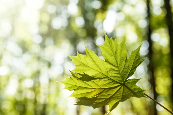 Bos bomen blad. — Stockfoto