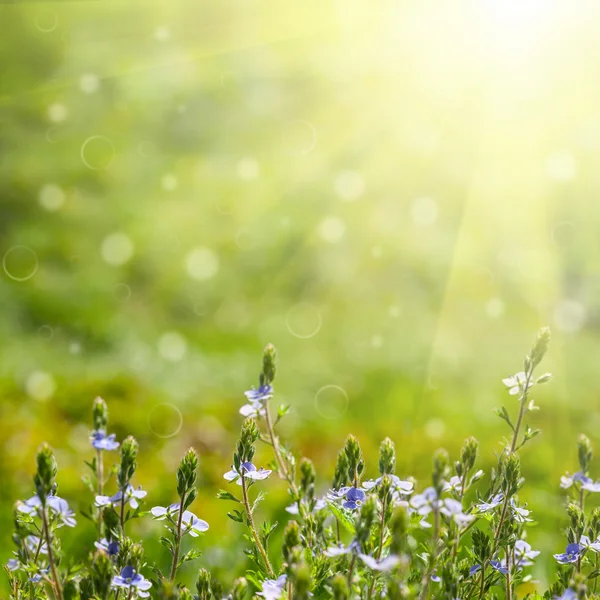 Blomsterfält — Stockfoto