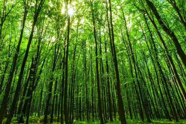 夏季森林树木. — 图库照片