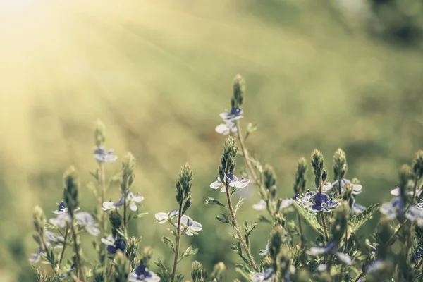 Blumenfeld am Himmel — Stockfoto