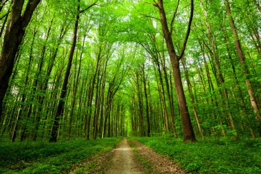 Deniz Dağ Manzaralı