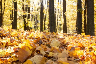 sonbahar Orman ağaçları