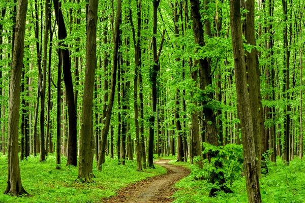 Skog — Stockfoto