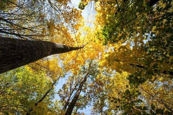 Foresta autunnale — Foto Stock