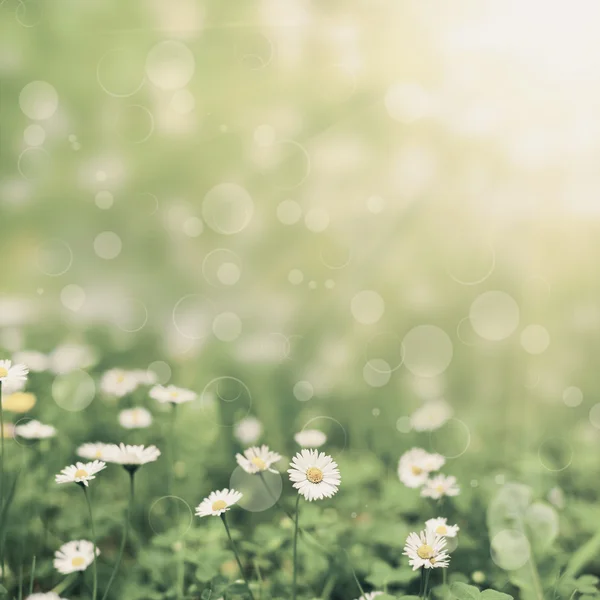 Blomsterfält — Stockfoto