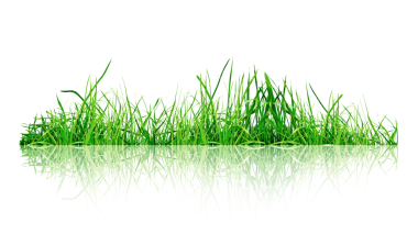 Doğayı ve büyümeyi sembolize eden yansımalı taze otlar.