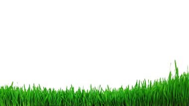 Şeffaf arkaplanda yeşil buğday filizleri