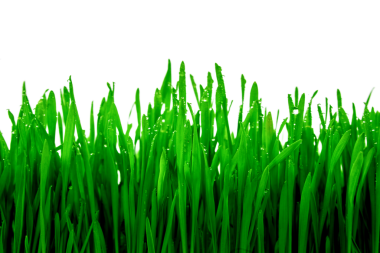 Beyaz arka planda yeşil buğday filizleri