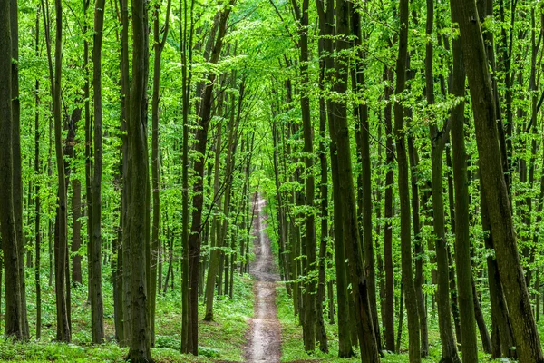 A forest trees — Stock Photo, Image
