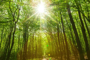 Yaz Orman ağaçları.