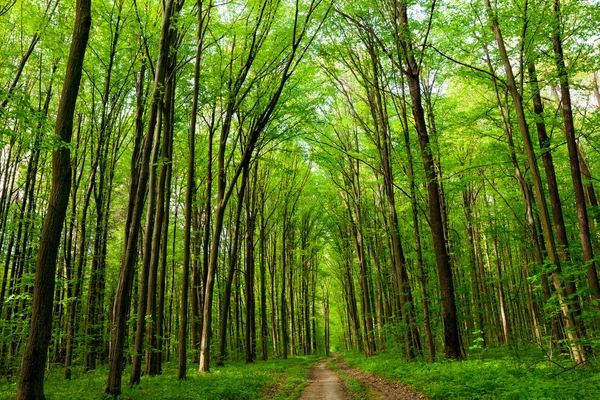 Een forest bomen — Stockfoto