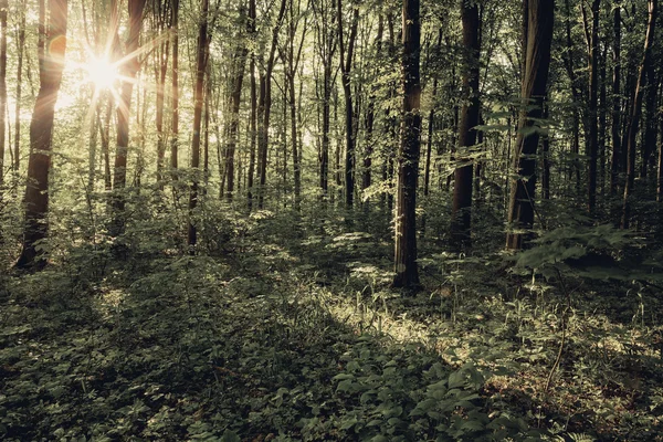 Árboles de bosque —  Fotos de Stock