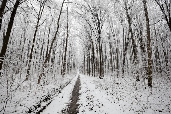 Árboles forestales. naturaleza — Foto de Stock