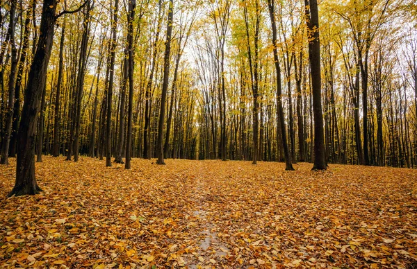 Árboles del bosque otoñal — Foto de Stock