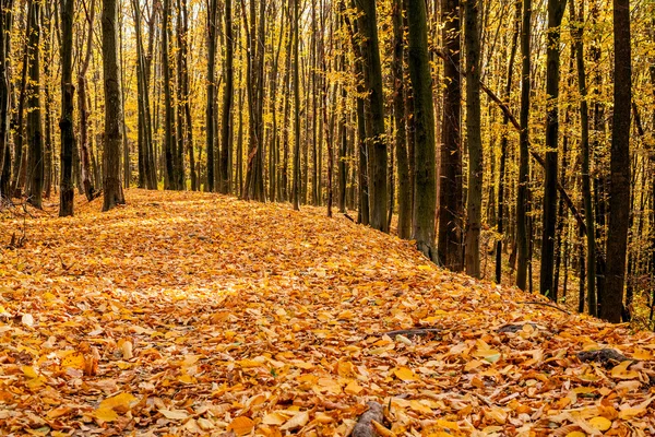 Autumn forest trees — Stock Photo, Image