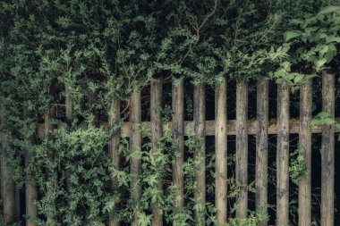 reklam için bitkiler ile arka plan çit