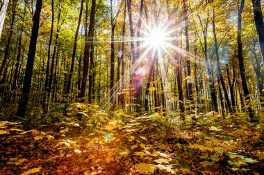 sonbahar Orman ağaçları