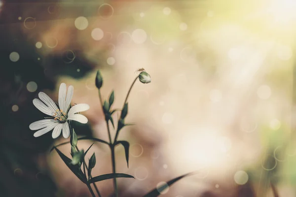 Campo de flores en el cielo . —  Fotos de Stock